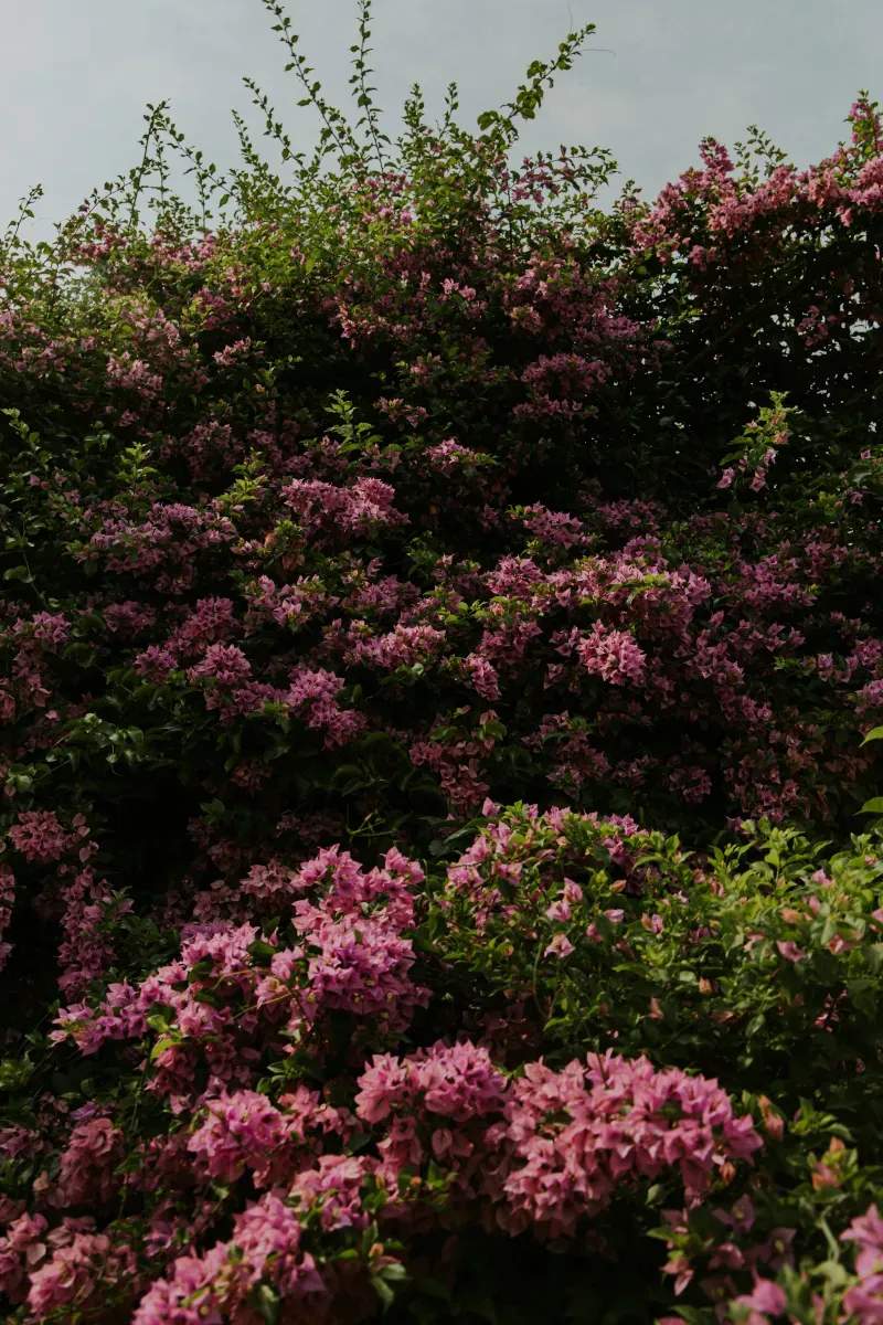 庭木の植え替え・移植